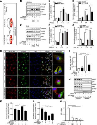 The XPO1 Inhibitor KPT-8602 Ameliorates Parkinson’s Disease by Inhibiting the NF-κB/NLRP3 Pathway